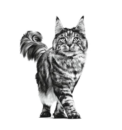 Royal Canin Veterinary Renal Select Diät-Alleinfutter Katze Nieren 4 kg