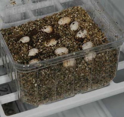 Lucky Reptile Egg-O-Bator – Inkubator für Reptilien-Eier