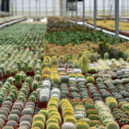 ZynesFlora Mini Sukkulenten Mix im Ø 5.5 cm Pflanztopf - 30 Stück - Succulenten Fettpflanzen Zimmerpflanze Kakteen Kaktus - Höhe: 5-10 cm