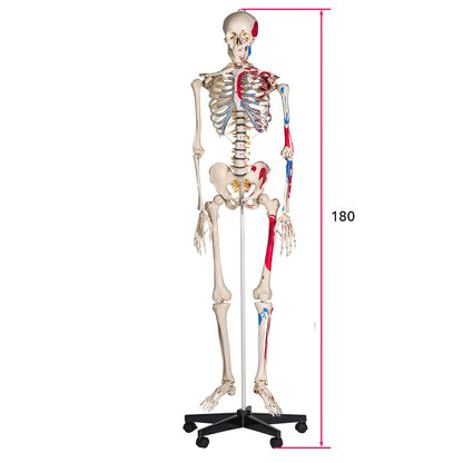 tectake® Human Skelettmodell - lebensgross, Muskelbemalung, auf Rollen