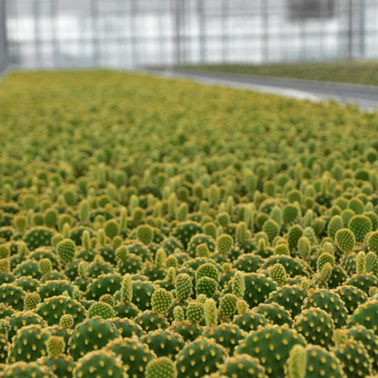 ZynesFlora Mini Sukkulenten Mix im Ø 5.5 cm Pflanztopf - 30 Stück - Succulenten Fettpflanzen Zimmerpflanze Kakteen Kaktus - Höhe: 5-10 cm