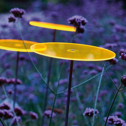 Cazador-del-sol ® Medio tres Sonnenfänger-Scheiben - 3er-Set Gelb