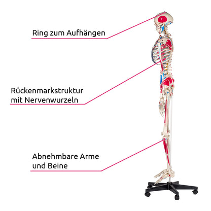 tectake® Human Skelettmodell - lebensgross, Muskelbemalung, auf Rollen