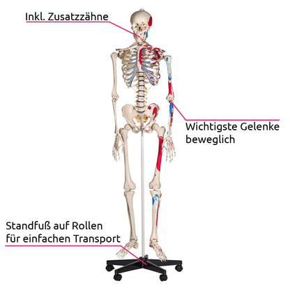 tectake® Human Skelettmodell - lebensgross, Muskelbemalung, auf Rollen