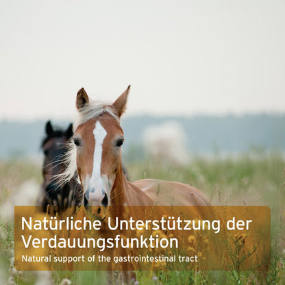 AniForte Indische Flohsamenschalen Pferd 2,5 kg Futterergänzung