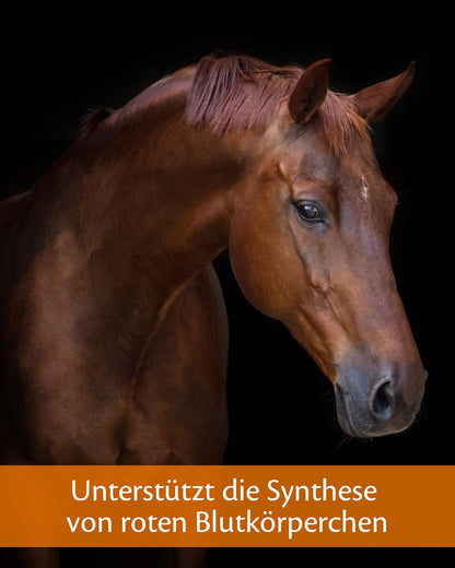 EQUISTRO® Haemolytan 400 Ergänzungsfuttermittel Pferd - 1L