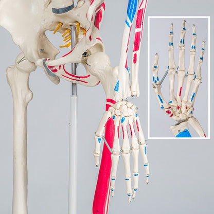 tectake® Human Skelettmodell - lebensgross, Muskelbemalung, auf Rollen