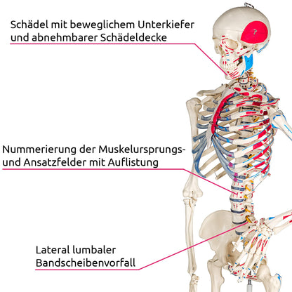 tectake® Human Skelettmodell - lebensgross, Muskelbemalung, auf Rollen