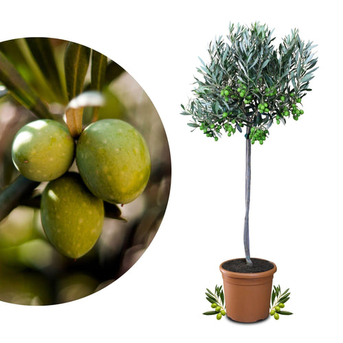 Meine Orangerie Olivenbaum Mezzo – Olea Europaea, Stämmchen: immergrüner Olivenbaum mit silbrig-grauem Laub