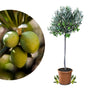 Meine Orangerie Olivenbaum Mezzo – Olea Europaea, Stämmchen: immergrüner Olivenbaum mit silbrig-grauem Laub