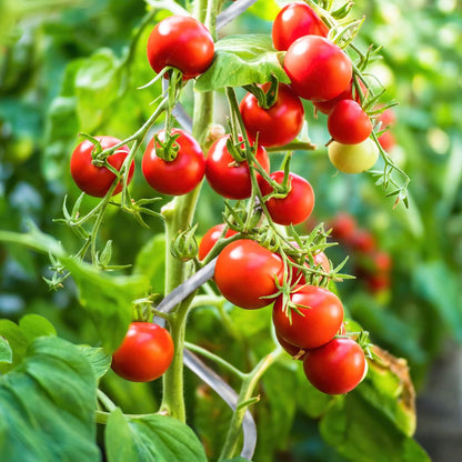 KARAT Tomatenspiralstäbe 180 cm aus verzinktem Stahl, 20 Stück