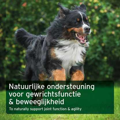 AniForte AgilityVet Gelenktabletten für Hunde, 300 Stück, getreidefrei