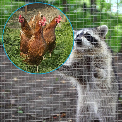 Amagabeli Drahtgitter Volierendraht 1m x 20m, 12x12mm, Feuerverzinkt