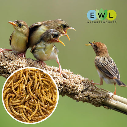 EWL Naturprodukte Mehlwürmer getrocknet Insektensnack 5kg