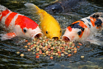 Koi Herdecke Fischfutter Mix 15 kg – schwimmende Pellets 3 mm für Koi