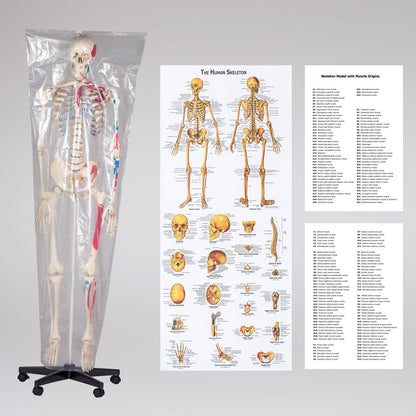 tectake® Human Skelettmodell - lebensgross, Muskelbemalung, auf Rollen