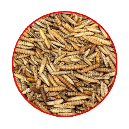 ZooMenu 10kg (5+5) Hermetia - Schwarze Soldatenfliegenlarven getrocknetes Naturfutter für Vögel, Reptilien und Teichfische
