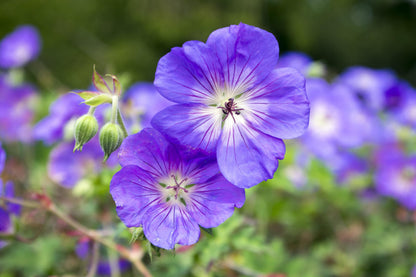 Stauden Gänge Geranium 'Rozanne', Storchschnabel, 10 x 1 Liter