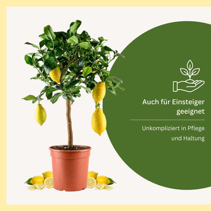 Meine Orangerie Amalfi Zitronenbaum Mezzo, veredelt, Topf Ø 20 cm