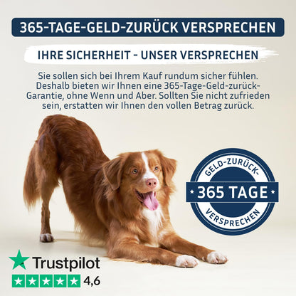 PetFokus Agility Complete Gelenkpulver für Hunde mit Grünlippmuschel