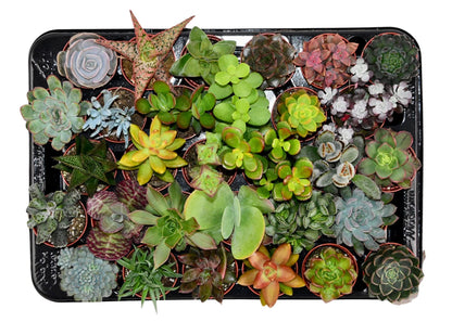 ZynesFlora Mini Sukkulenten Mix im Ø 5.5 cm Pflanztopf - 30 Stück - Succulenten Fettpflanzen Zimmerpflanze Kakteen Kaktus - Höhe: 5-10 cm