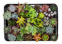 ZynesFlora Mini Sukkulenten Mix im Ø 5.5 cm Pflanztopf - 30 Stück - Succulenten Fettpflanzen Zimmerpflanze Kakteen Kaktus - Höhe: 5-10 cm