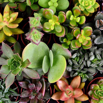 ZynesFlora Mini Sukkulenten Mix im Ø 5.5 cm Pflanztopf - 30 Stück - Succulenten Fettpflanzen Zimmerpflanze Kakteen Kaktus - Höhe: 5-10 cm