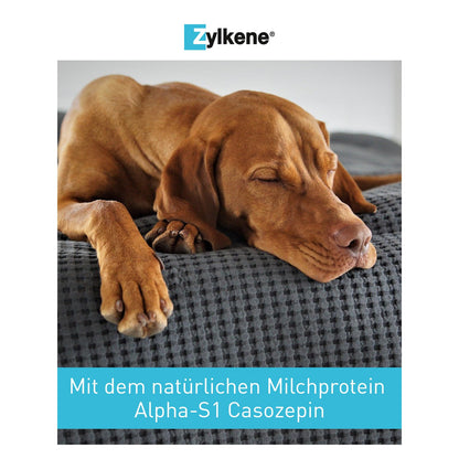 Zylkene 450 mg Ergänzungsfuttermittel für grosse Hunde - 50 Kapseln