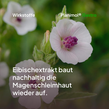 Planimol Gastro Magensnack für Hunde, 90 Tabletten, 100% natürlich
