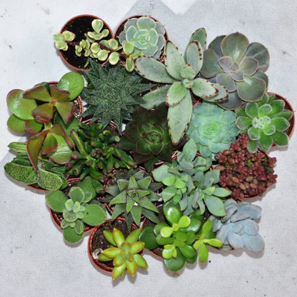 ZynesFlora Mini Sukkulenten Mix im Ø 5.5 cm Pflanztopf - 30 Stück - Succulenten Fettpflanzen Zimmerpflanze Kakteen Kaktus - Höhe: 5-10 cm