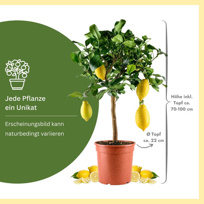 Meine Orangerie Amalfi Zitronenbaum Mezzo, veredelt, Topf Ø 20 cm