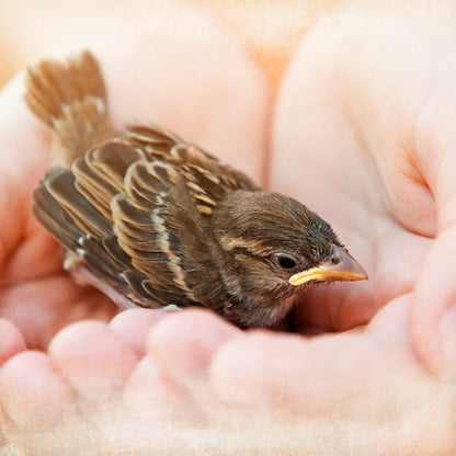 Ida Plus Vogelstreufutter ohne Weizen Wildvögel – Winter
