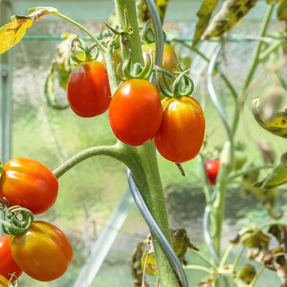 KARAT Tomatenspiralstäbe 180 cm aus verzinktem Stahl, 20 Stück