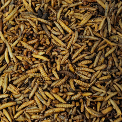 Soldatenfliegenlarven Hermetia illucens getrocknet 15 kg: Länglich-ovale, dunkelbraune Partikel als proteinreiches Einzelfuttermittel.