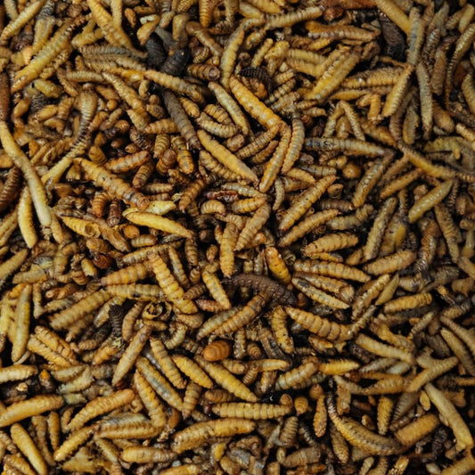 Soldatenfliegenlarven Hermetia illucens getrocknet 15 kg: Länglich-ovale, dunkelbraune Partikel als proteinreiches Einzelfuttermittel.