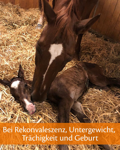 EQUISTRO® Haemolytan 400 Ergänzungsfuttermittel Pferd - 1L