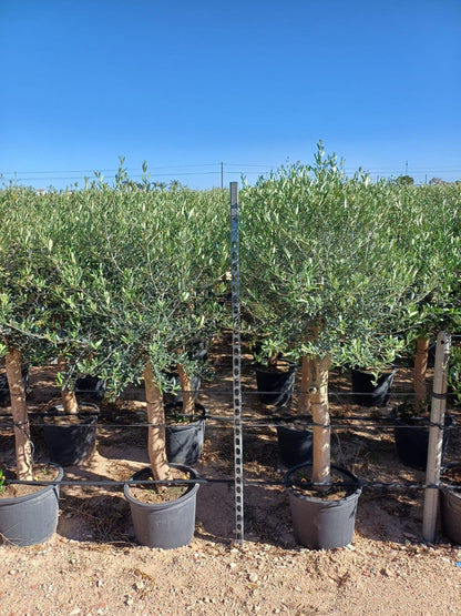 Sunny Tree Olivenbaum Olea europaea 'Lechín', winterhart, ca. 160 cm