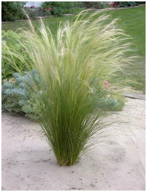 Stauden Gänge Stipa tenuissima 'Pony Tails', 10 Federgras-Stauden mit feinen silbrigen Halmen