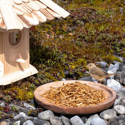 Lyra Pet® Mehlwürmer getrocknet Protein-Vogelfutter 10 kg