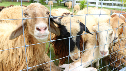 Aquagart Wildzaun 150/12/30 Knotengitter Zaun 50m