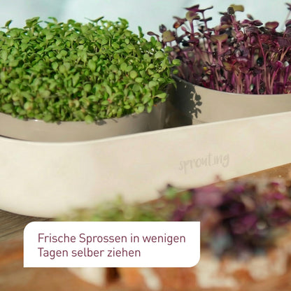 Plantura Bio-Sprossen Anzucht-Set Komplett mit Bio-Saatgut, 4 Sorten