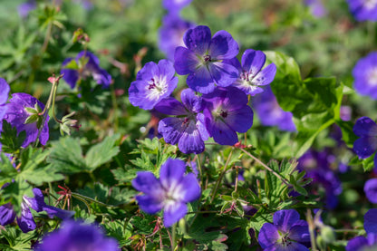 Stauden Gänge Geranium 'Rozanne', Storchschnabel, 10 x 1 Liter