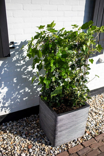 Capi Europe Rib NL Blumentopf quadratisch - 50x50 Anthrazit