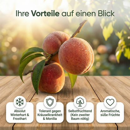 pille baumschulen Pfirsichbaum Kernechter vom Vorgebirge 80-120 cm