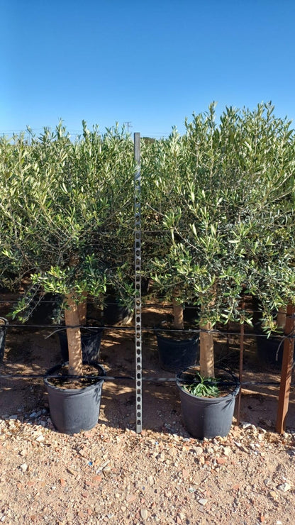 Sunny Tree Olivenbaum Olea europaea 'Lechín', winterhart, ca. 160 cm