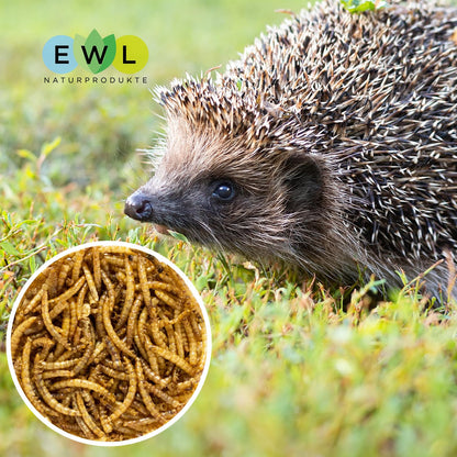 EWL Naturprodukte Mehlwürmer getrocknet Insektensnack 5kg