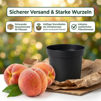 pille baumschulen Pfirsichbaum Kernechter vom Vorgebirge 80-120 cm