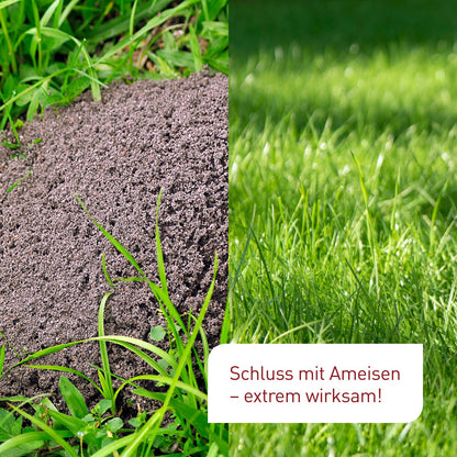 Plantura SF-Nematoden: Biologische Ameisenbekämpfung – 100 Mio
