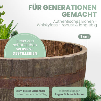 Temesso Halbes Whiskyfass aus Eiche, schottisch, natur unbehandelt