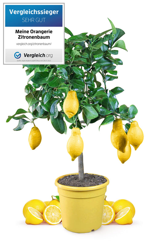 Meine Orangerie Zitronenbaum, veredelte Citrus limon, Mezzo M: immergrüne Pflanze mit Früchten im Kulturtopf